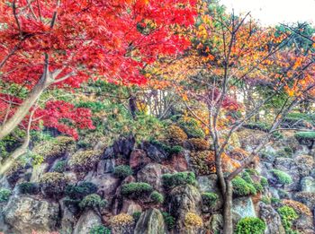 Trees growing in a park