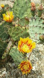 Close-up of yellow flowers