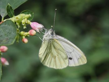 Close-up of butterfly pollinating on flower