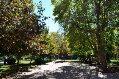 Road amidst trees against sky