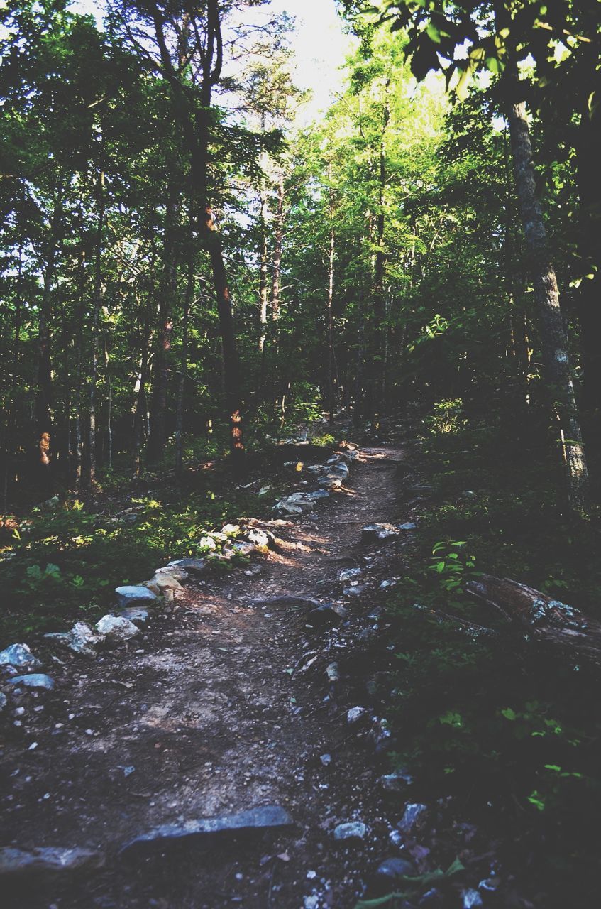 tree, the way forward, forest, tranquility, nature, growth, beauty in nature, tranquil scene, scenics, water, diminishing perspective, sunlight, branch, outdoors, day, no people, green color, footpath, non-urban scene, stream