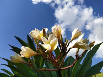 Close-up of yellow flowering plant against sky