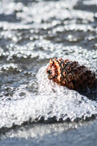 Close-up of crab in sea