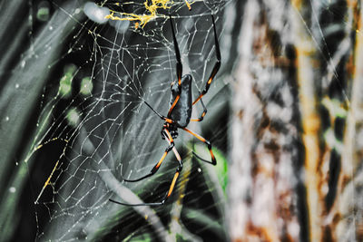 Close-up of spider on web