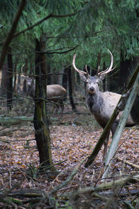 Deer in a forest