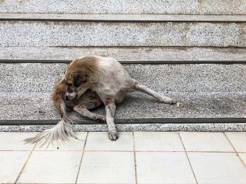 High angle view of cat on footpath against wall