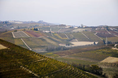 High angle view of vineyard against clear sky