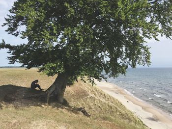 Tree on beach against sky