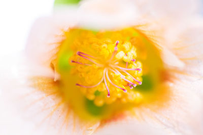 Close-up of yellow flower