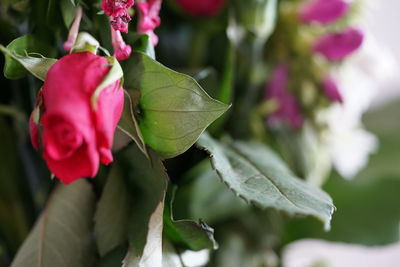 Close-up of pink rose