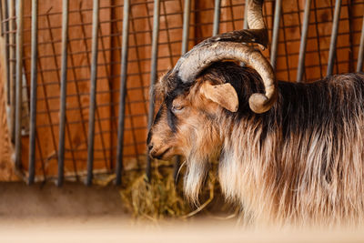 Close-up of an animal in cage