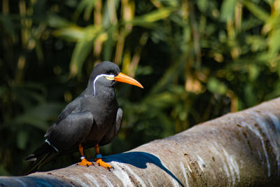 Close-up of bird perching on wood