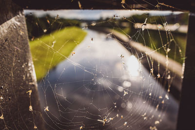 Close-up of spider on web