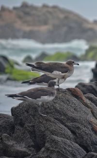 Close-up of bird perching on rock by lake against sky