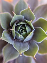 Succulent closeness