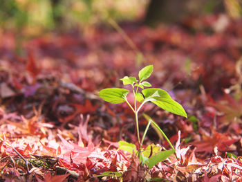 Close-up of small plant growing on field