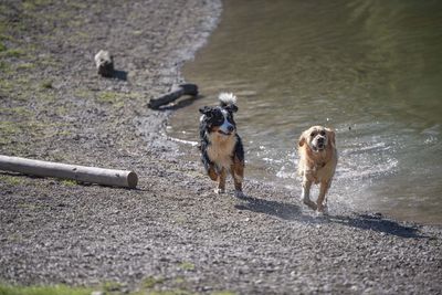 Full length of dogs running on lakeshore