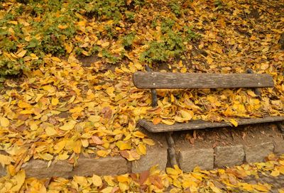 Fallen leaves on a field