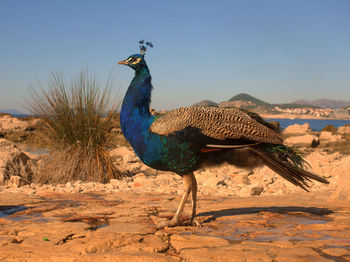 Bird on rock against clear blue sky