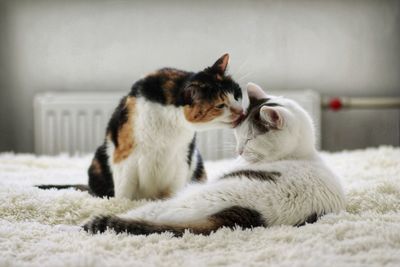 Close-up of two cats relaxing at home