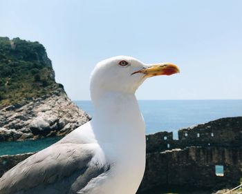 Close-up of seagull on sea against sky