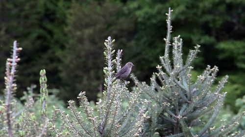 Close-up of bird perching on pine tree branches