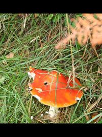 Close-up of red on field