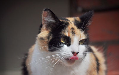 Close-up portrait of a cat