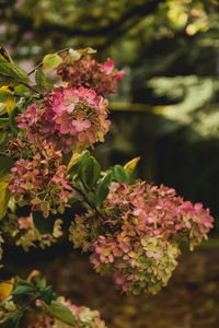 Close-up of pink flowering plant