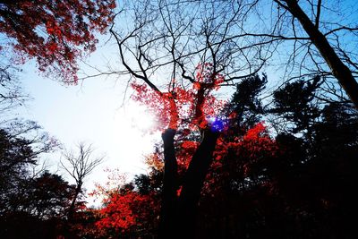 Low angle view of trees against sky