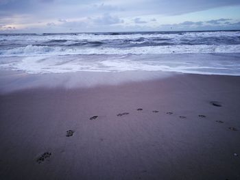 High angle view of animal prints on sand at beach