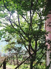 Low angle view of trees in park