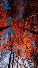 Low angle view of trees against sky