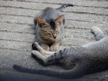 Cat lying on footpath