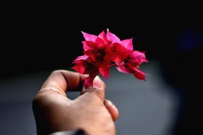 Close-up of hand holding red flowering plant