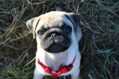 Close-up portrait of a dog