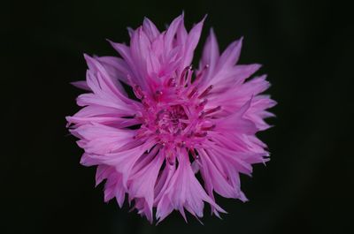 Close-up of pink flower against black background