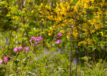 Bright spring colours on the heathland, wildflowers and scotch broom, england, uk.