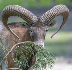 European mouflon  - ovis - musimon