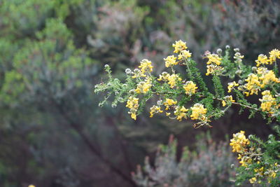 Close-up of yellow flowering plant on field