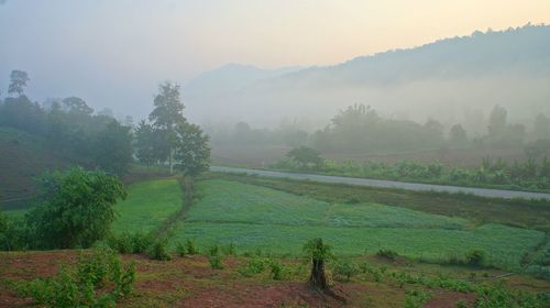 Scenic view of trees on field against sky