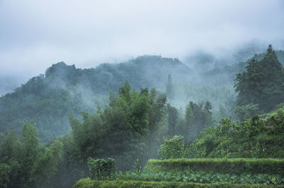 Scenic view of trees in foggy weather against sky