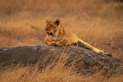 Lioness sitting on rock