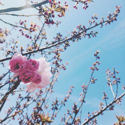 Low angle view of pink flowers against sky