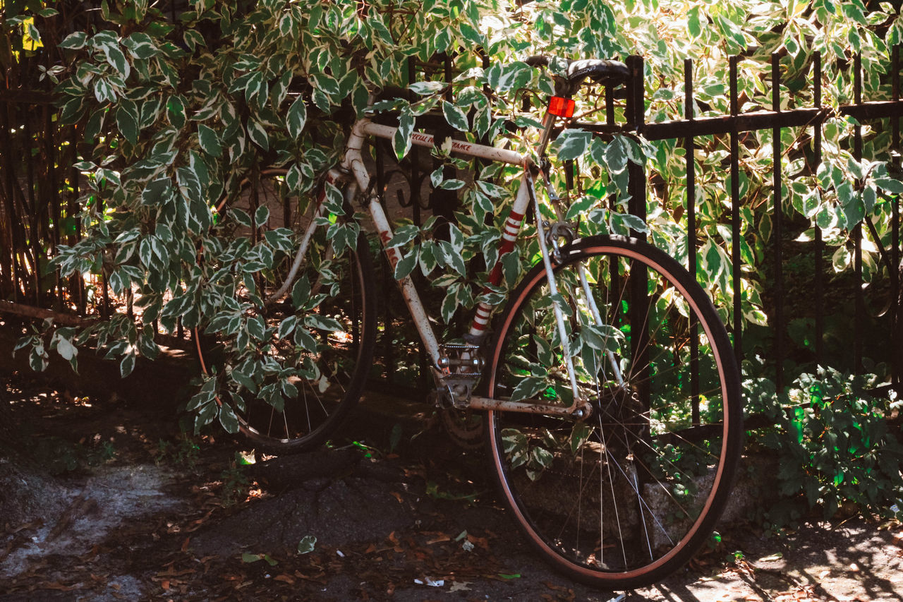 BICYCLE ON TREE