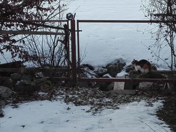 View of dog on snow covered landscape