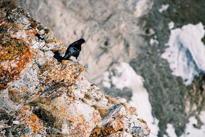 Close-up of bird perching on rock