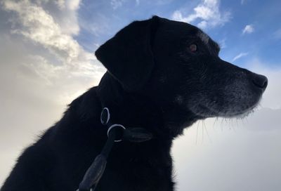 Close-up of a dog looking away against sky