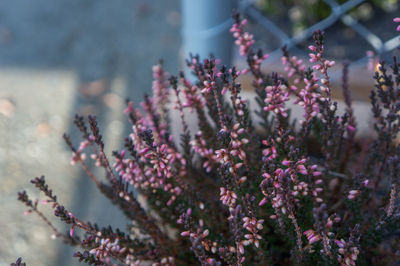Clusters of small pink flower buds shot close up on deep green spike branches in spring