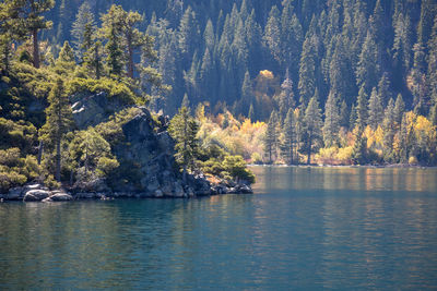 Scenic view of lake by trees in forest